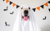 Diy dalmatian dog costume