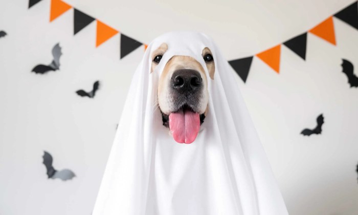 Diy dalmatian dog costume