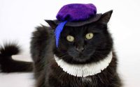 Diy costumes for cats